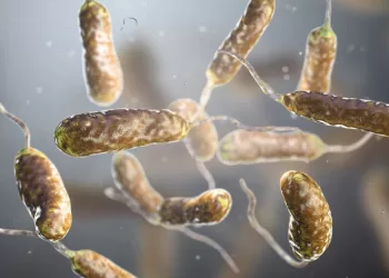 Que es la bacteria come carne y por que es preocupante