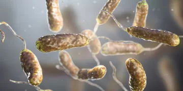 Que es la bacteria come carne y por que es preocupante