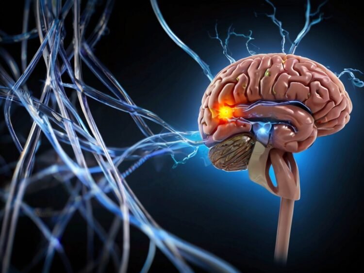 Secretos y mitos del cerebro